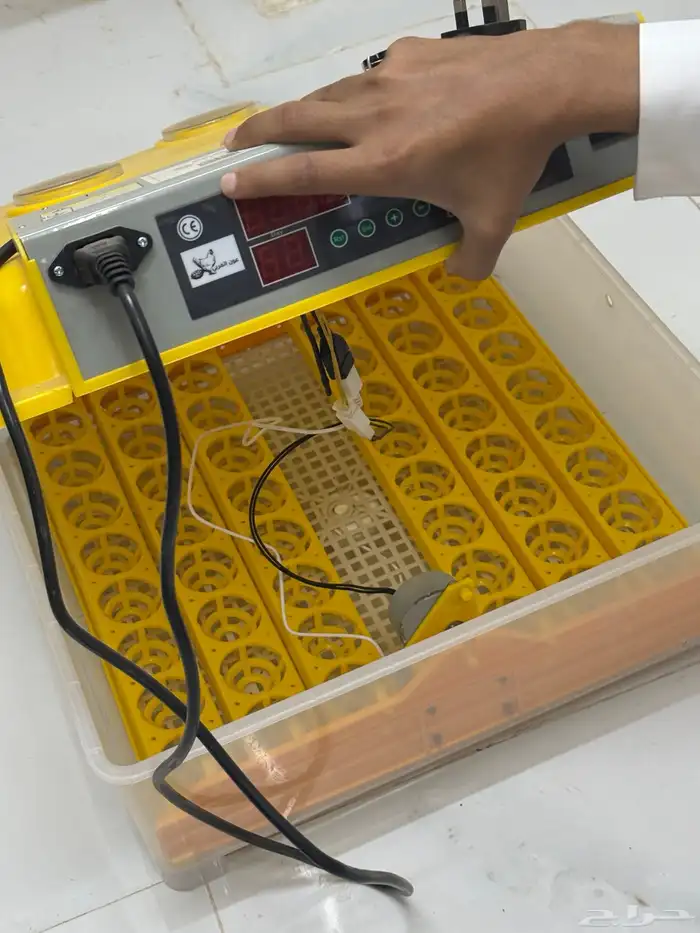 فقاسة بيض دجاج 4