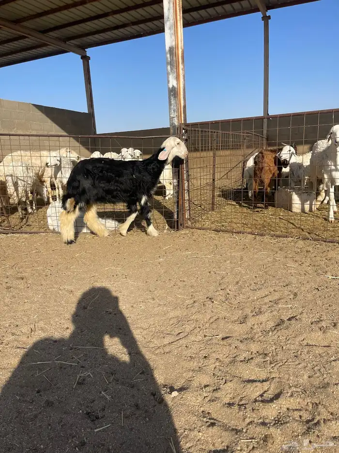 ذبايح حري ونعيمي وتيوس 71