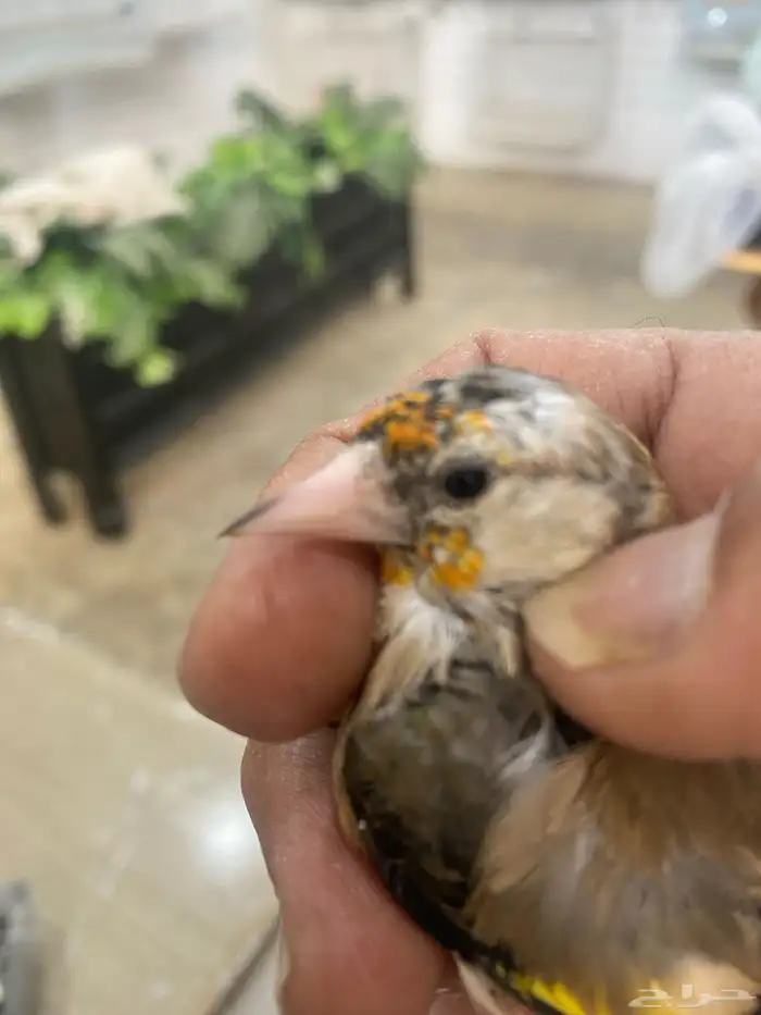 حسون فرخ سوري تم البيع 1