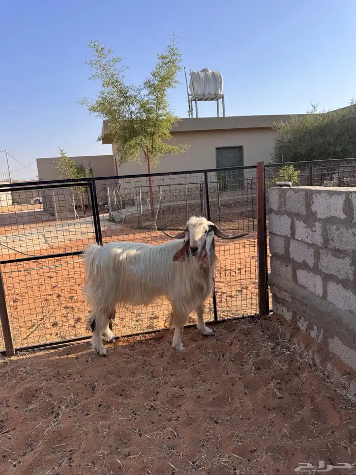 فحل قريع مشروط 0