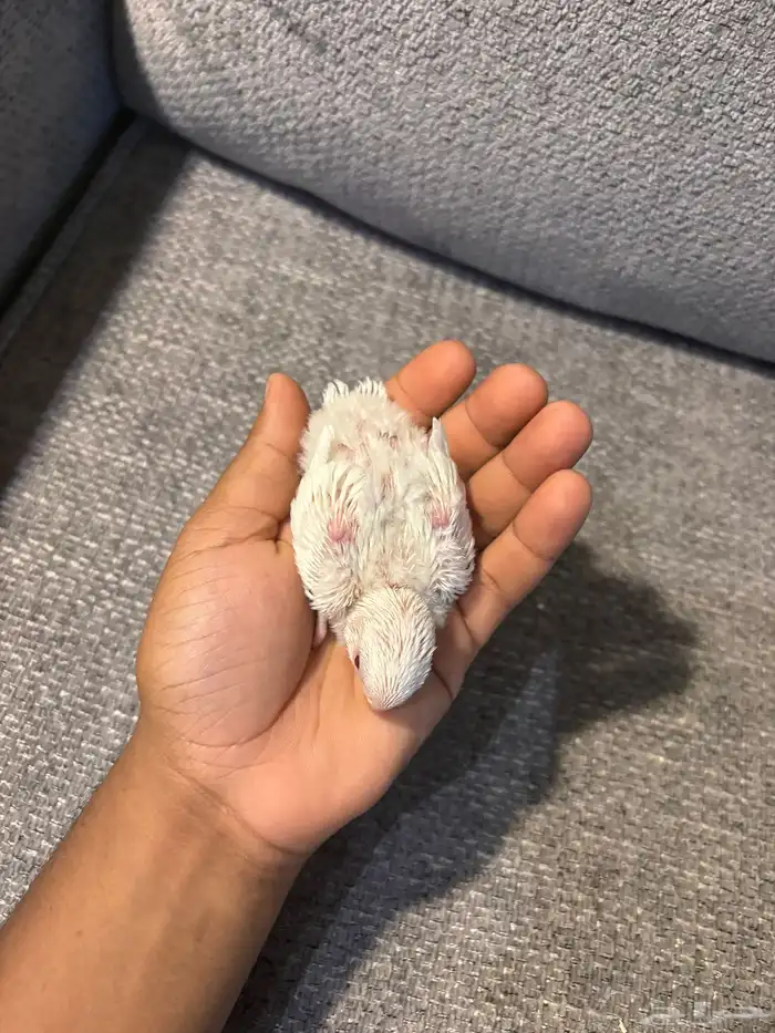 فروخ روز البينو و بلد 2