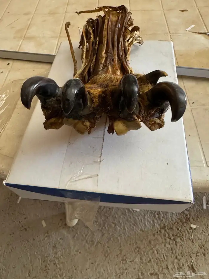 مخلب نمر عربي محنط للبيع العلا 2