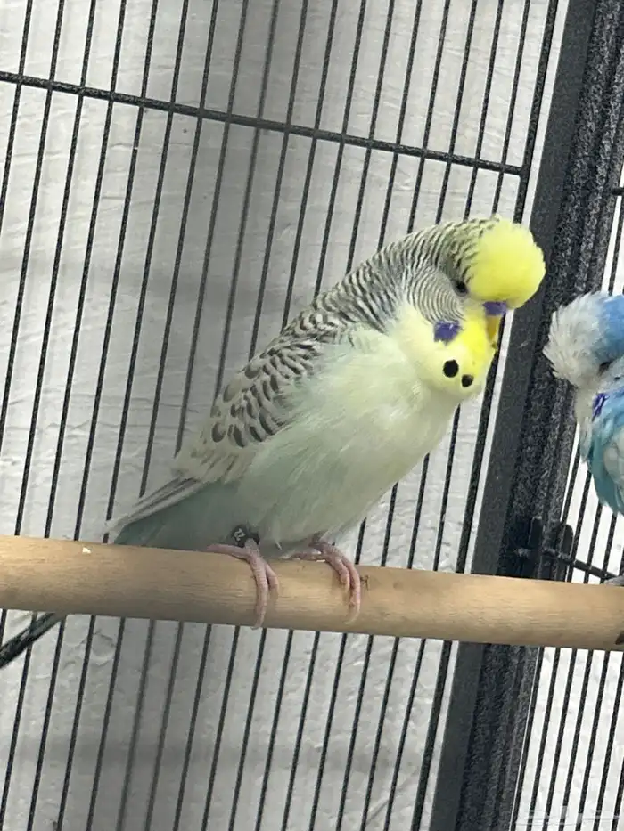 للبيع ذكر بادجي انجليزي 1