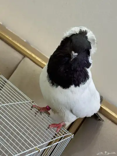 ذكر سوداني امريكي index