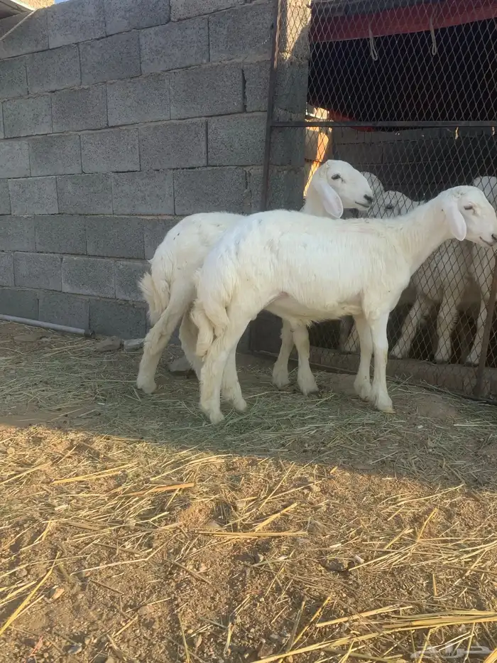 طليان صنف توم 0