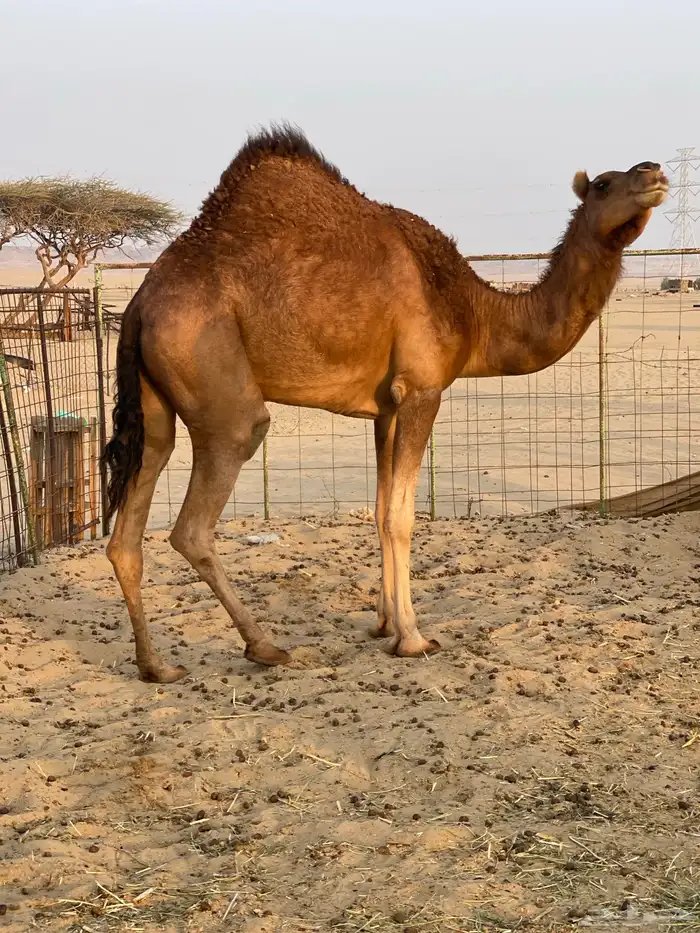 للبيع بكره ثنيه حايل 0