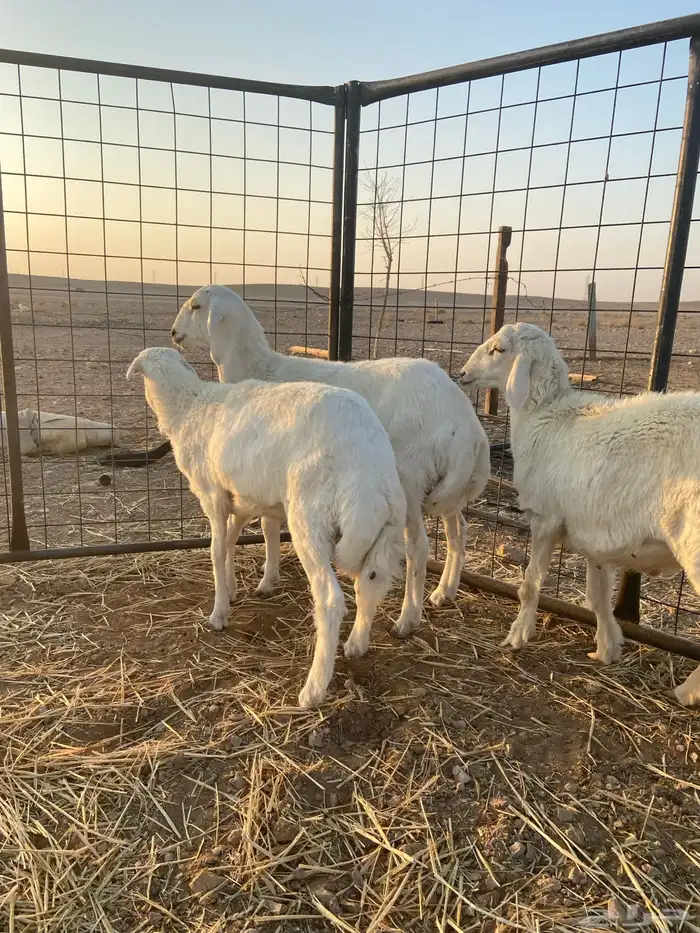 ذبايح حريه 2