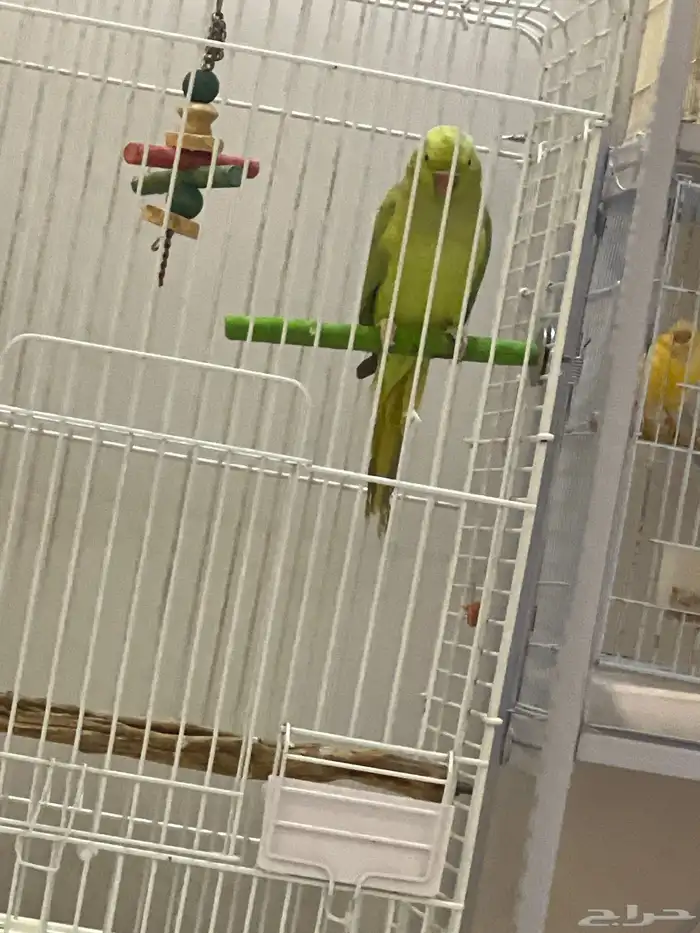 مجموعة طيور للبيع عدد 4 ذكور كناري مغرد جاهز ةللنتاج (رقم2 2