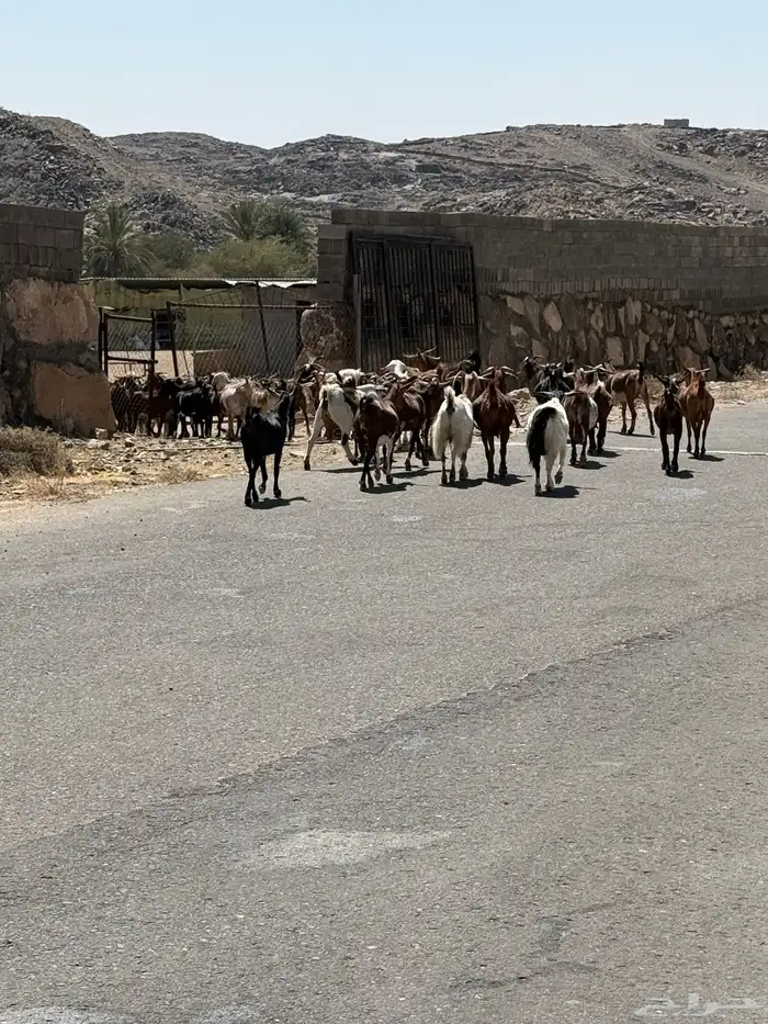 معزاء للبيع دفيع مقاريب 1