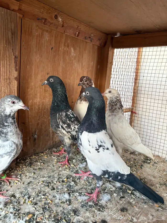 حمام باكستاني 1