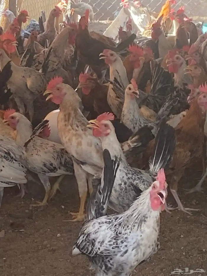 ديوك بلدي عمر سته شهور بحاله ممتازه 2