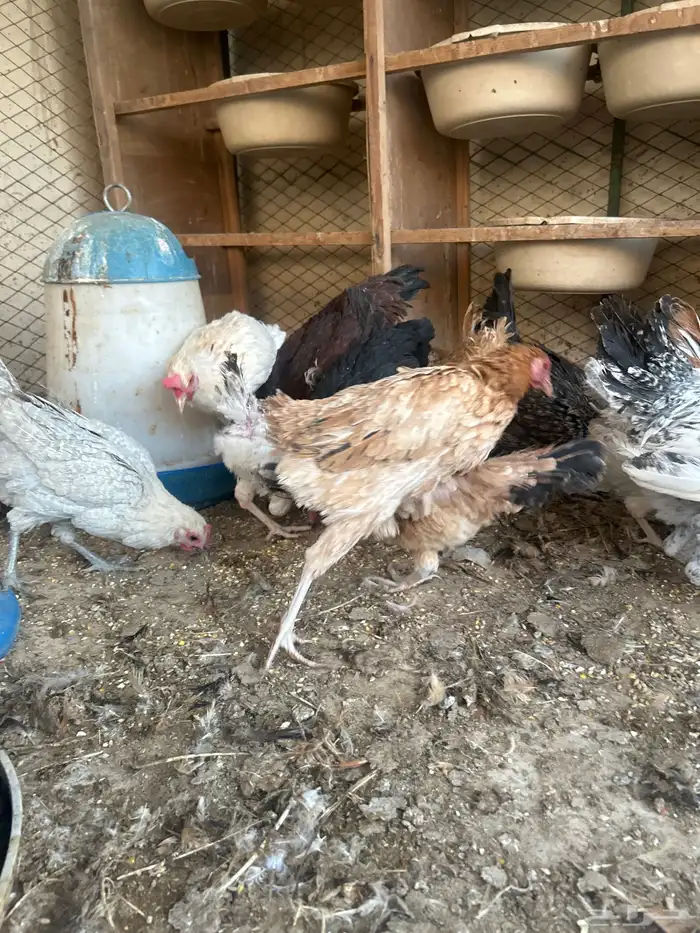 دجاج مشكل للبيعع بياضض ورجان 2