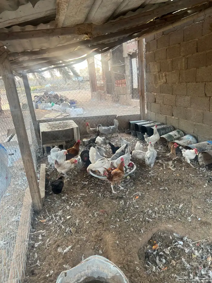 دجاج بياض للبيع 3