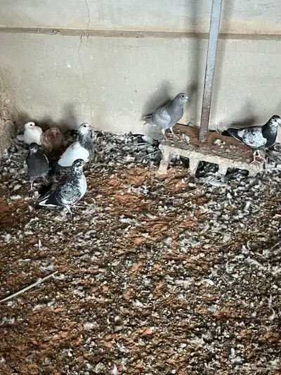 فراخه حمام index