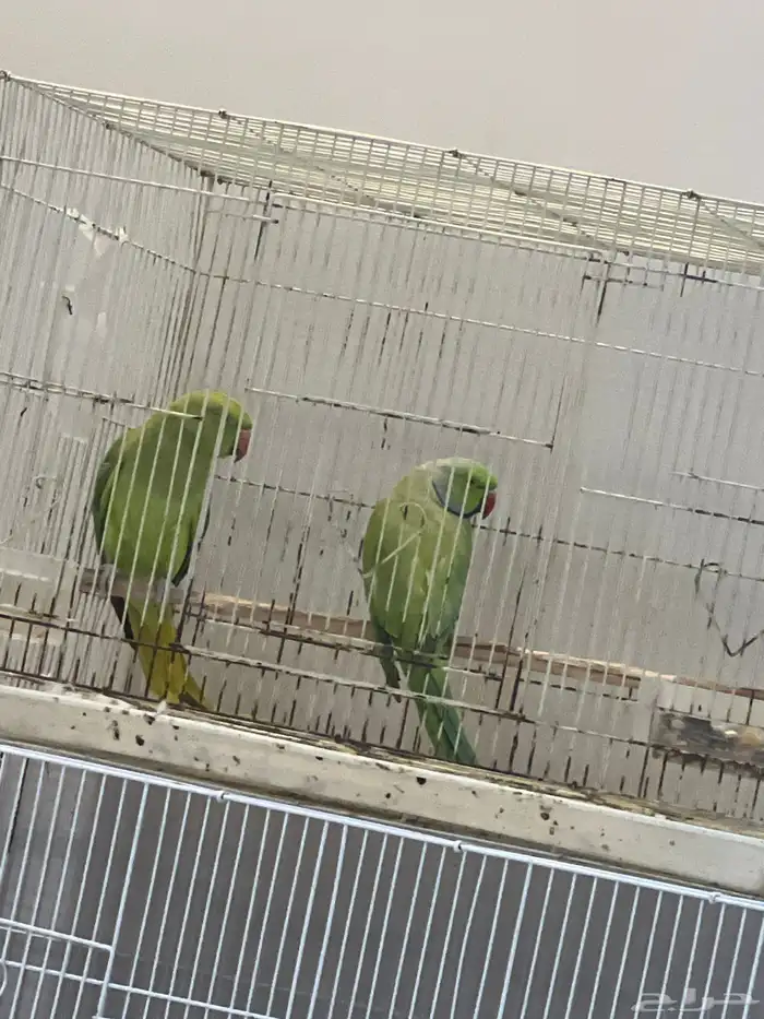 مجموعة طيور للبيع عدد 4 ذكور كناري مغرد جاهز ةللنتاج (رقم2 1