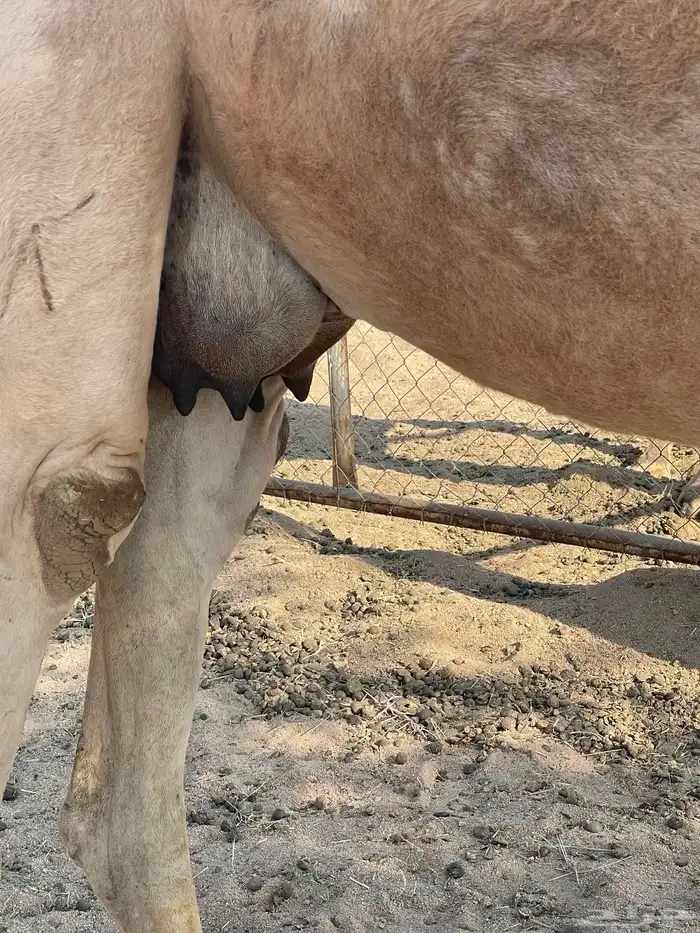 خلفه حمراء شماليه بكر ثنيه 2