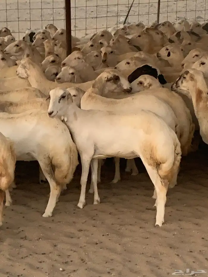 للبيع رخال دفيع منوة المقني 8