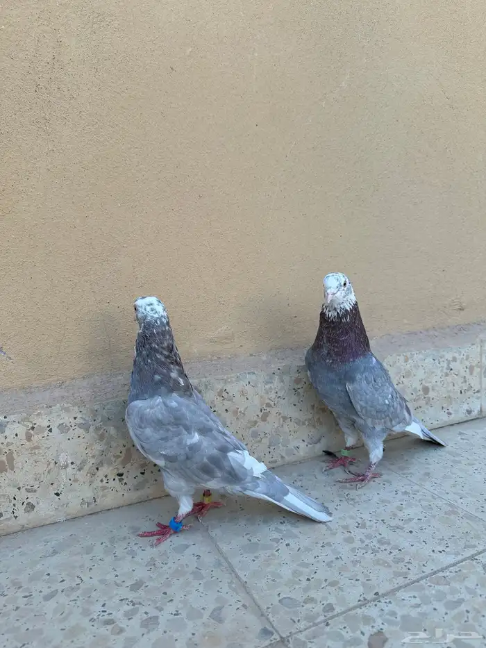 جوزين حمام قطيفي 2