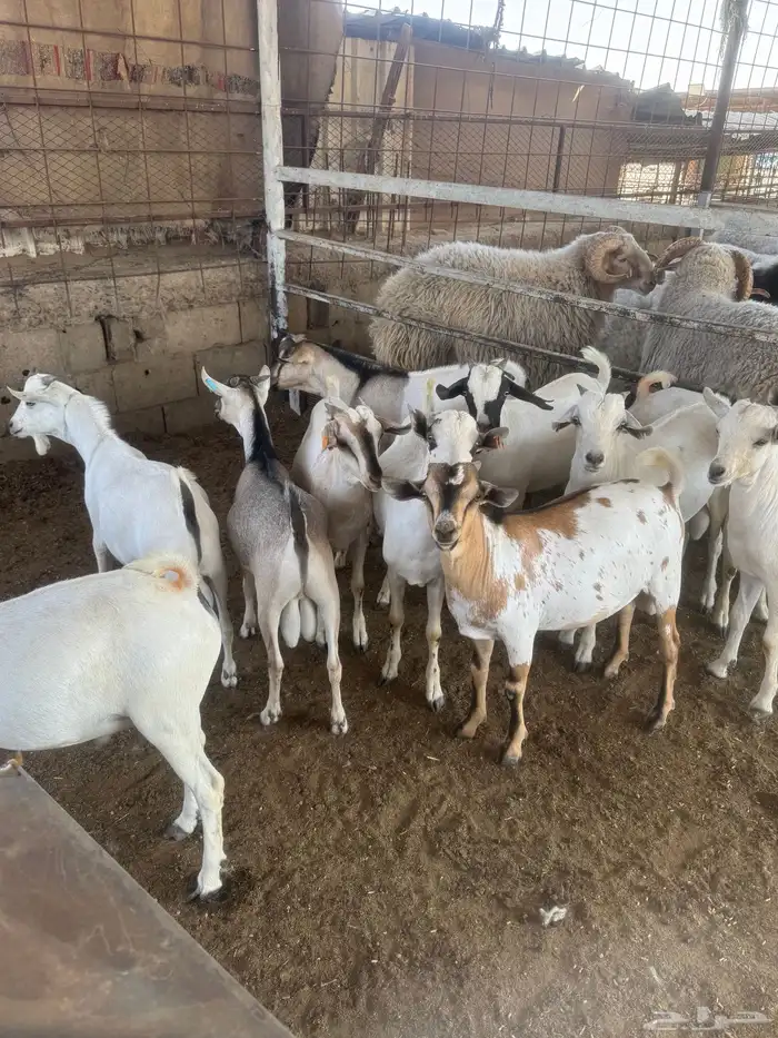 تيوس صومالي 1