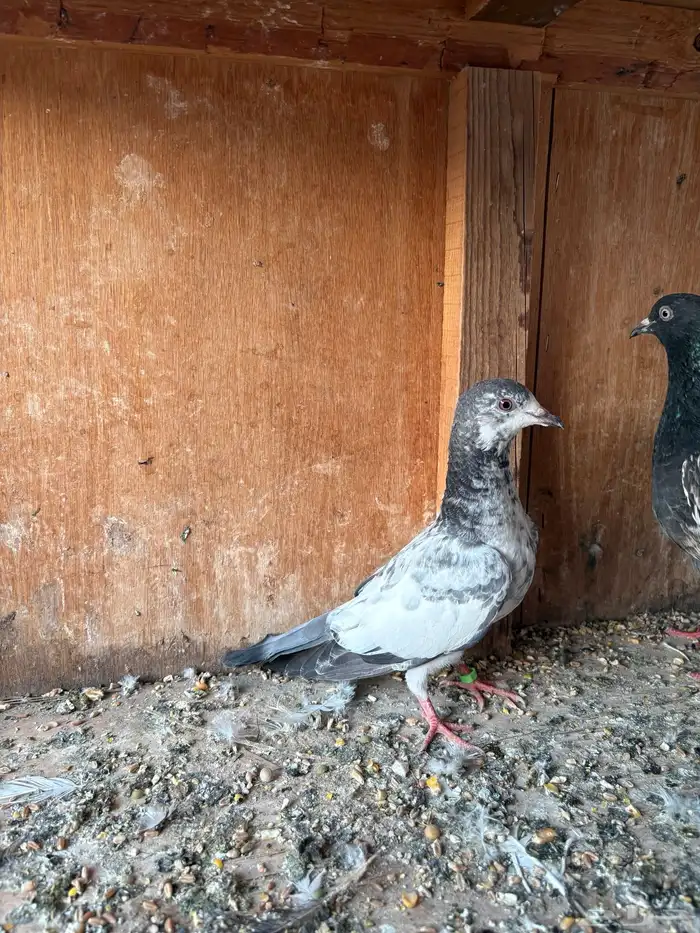 حمام باكستاني 2