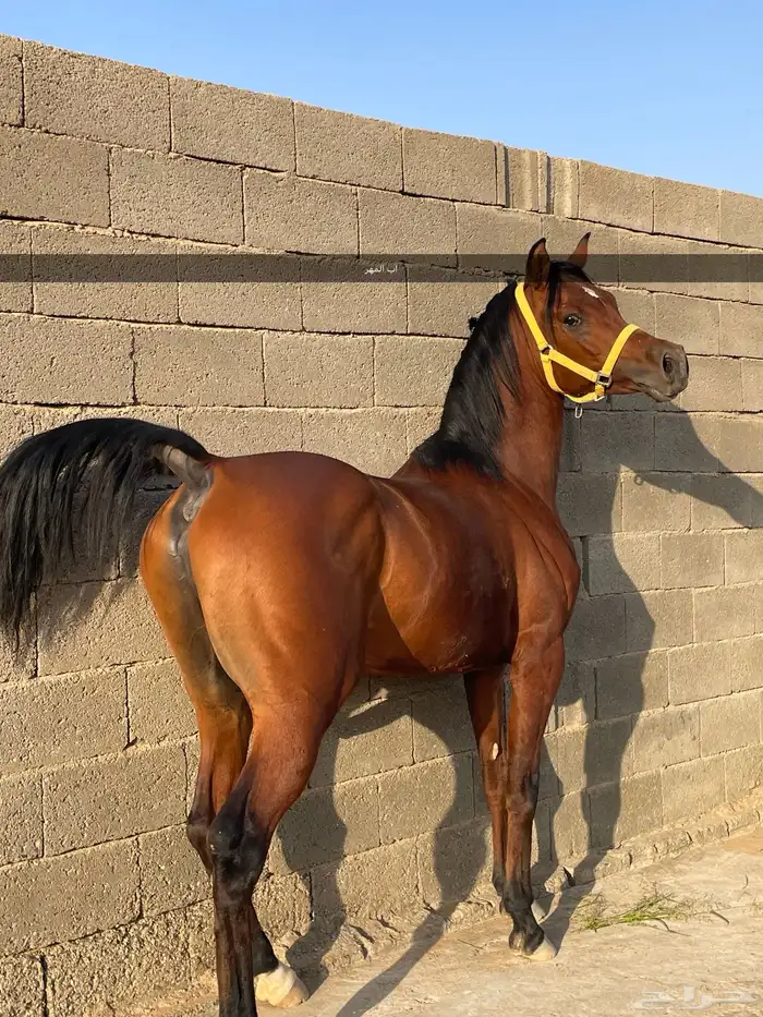 فرس شعبية   مهر 6