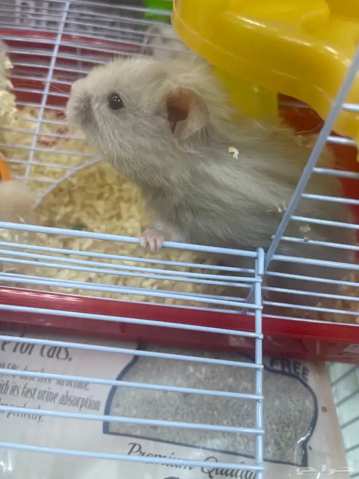 هامستر للبيع 8