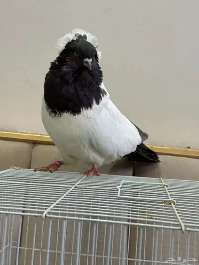 ذكر سوداني امريكي index