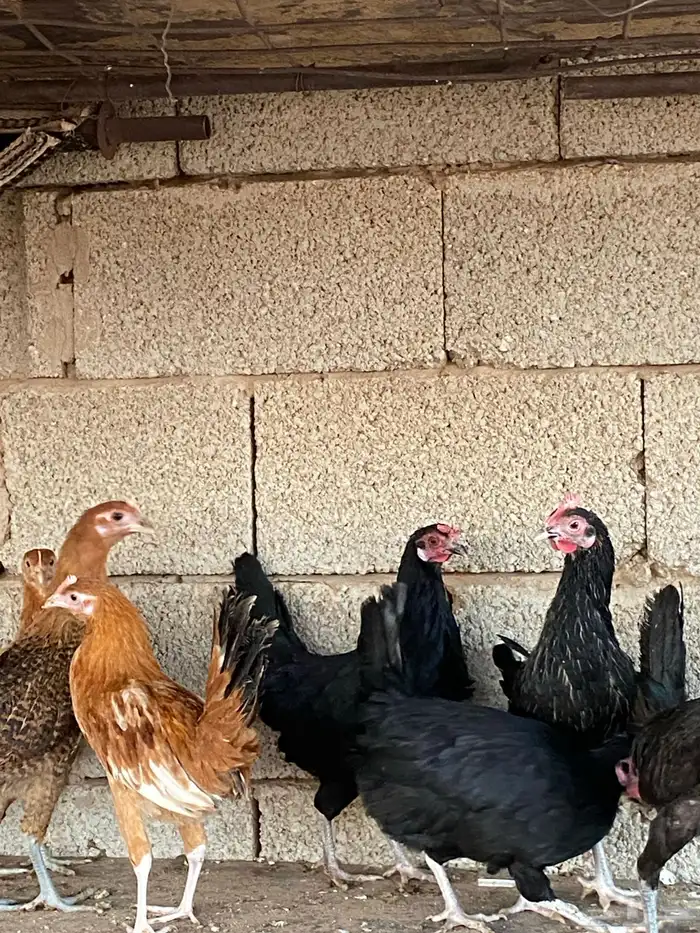 دجاج بلدي فاخر 8