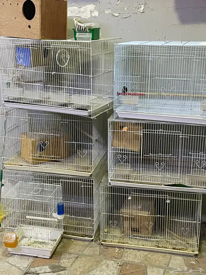 قفاصة 601 نظاف بجميع اغرضهم 1