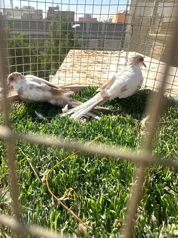 كناري ويمام ماسي برق 0