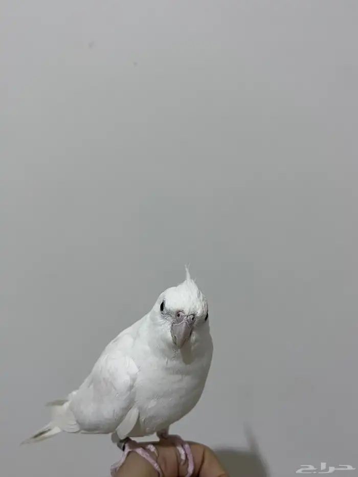 طير كروان البينو متكلم أليف يحب العب للبيع 1