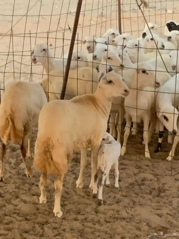 للبيع رخال دفيع منوة المقني 0