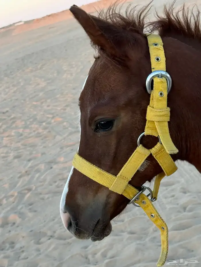 فرس وتحتها مهر شعبيه (9000) من شراء يربح 3