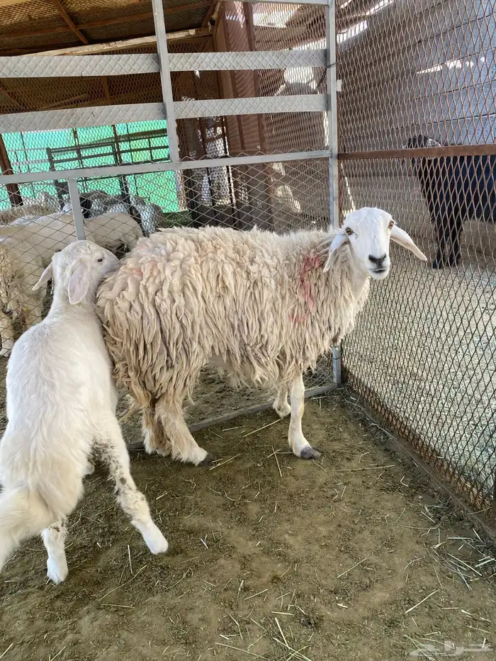 رخال صنف الصنف امات بهم 2