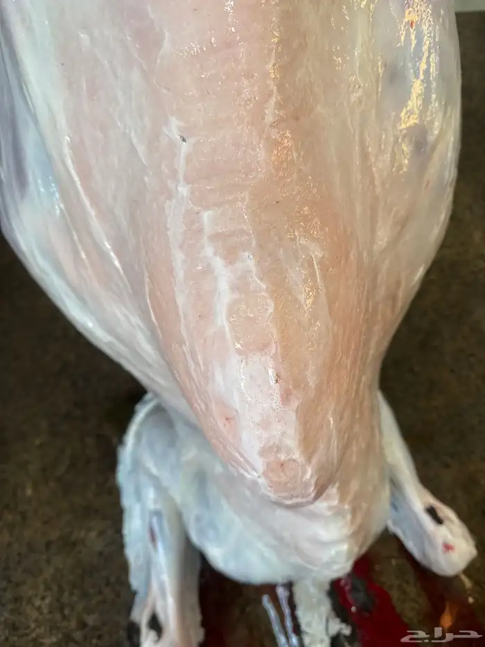 حوار لباني عمره (4) اشهر والحم مشروط وتحدي 2