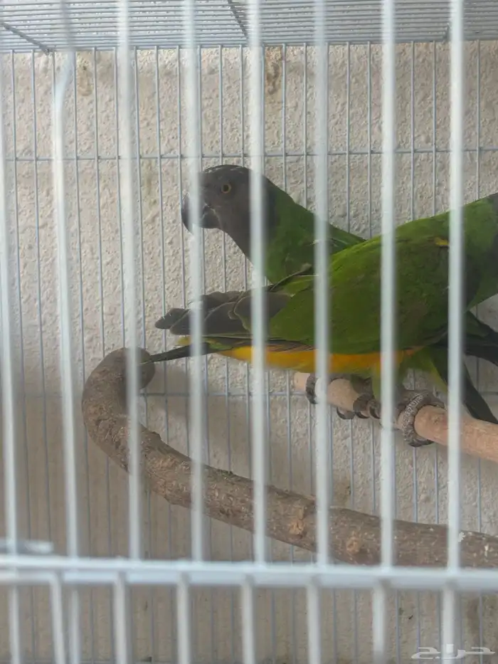 زوج سنغالي 4