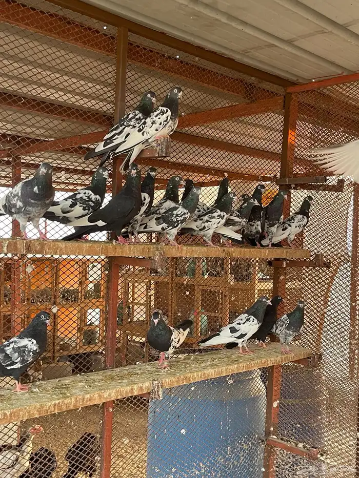 حمام باكستاني رام بوري 3