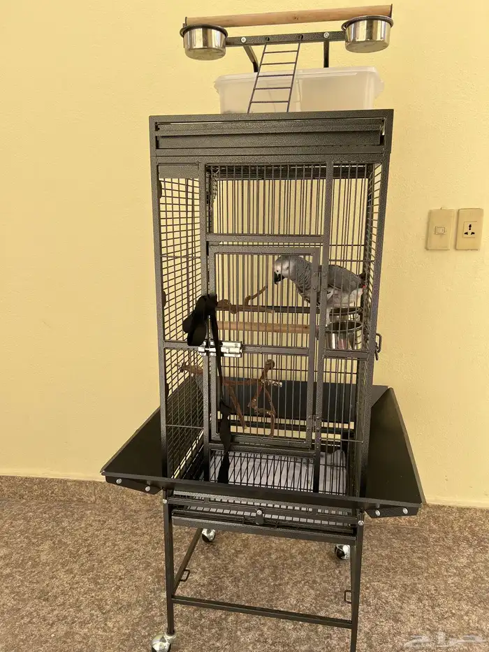 ببغاء كاسكو متكلم 1