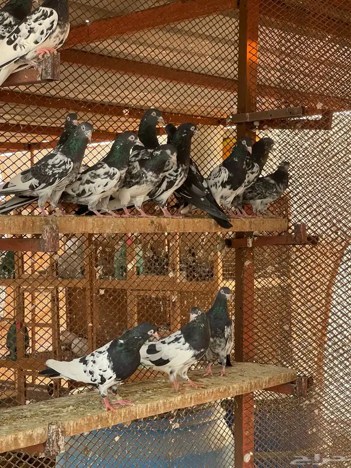 حمام باكستاني رام بوري 0