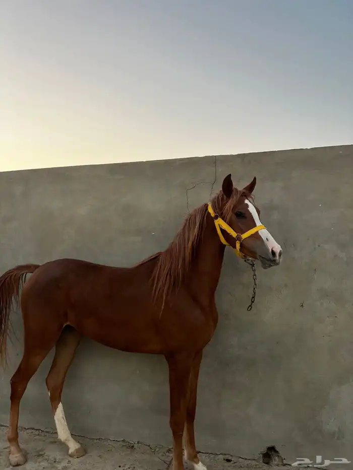 مهره شعبيه 2