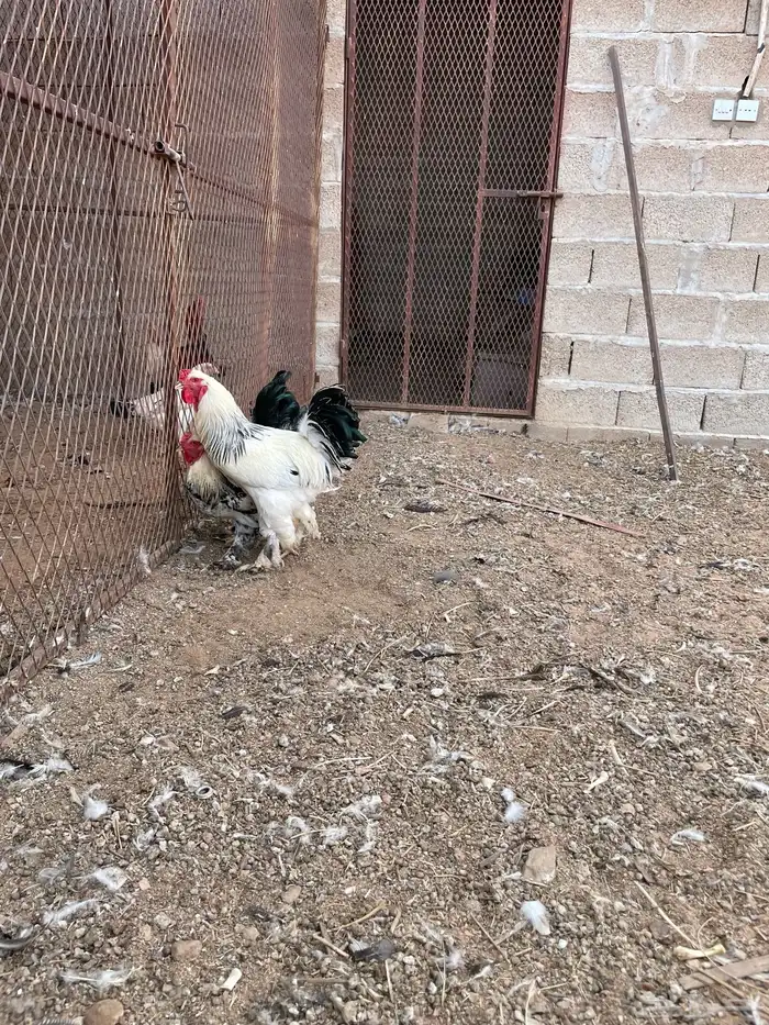 ديكه براهما 3