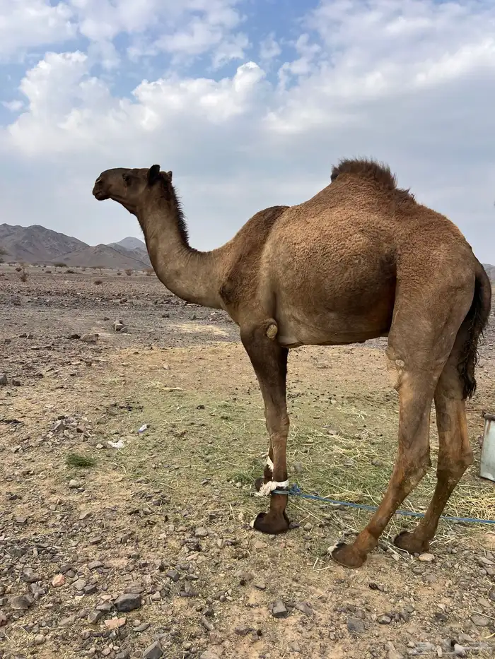 قعود اصفر فحل ب 8800 تم البيع 5