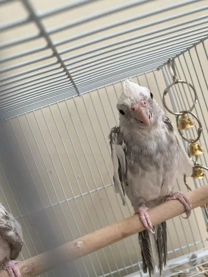 فروخ كروان للبيع 400 1