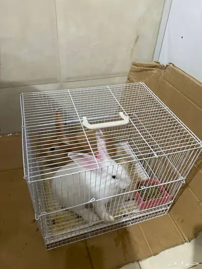 ارانب للبيع index