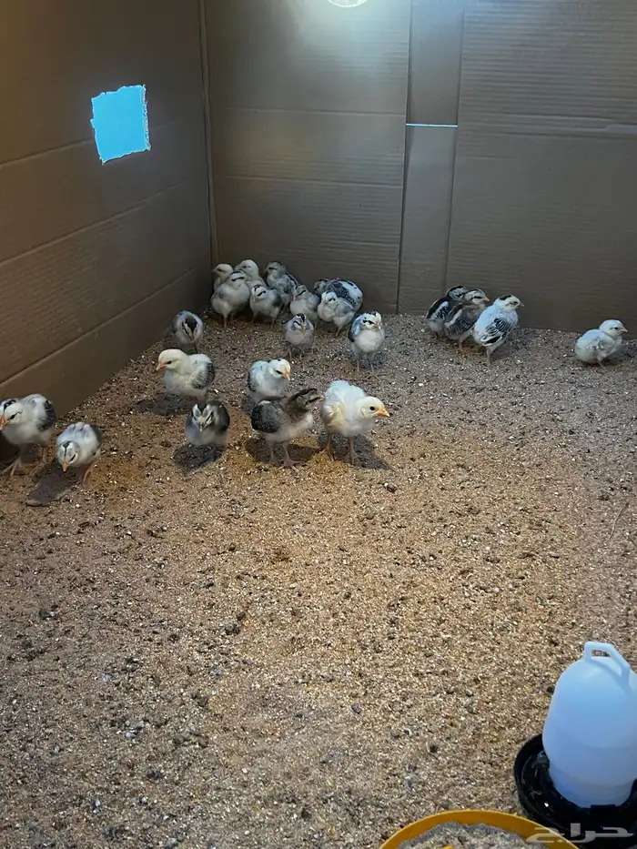 صوص بلدي ألوان فواتح 0