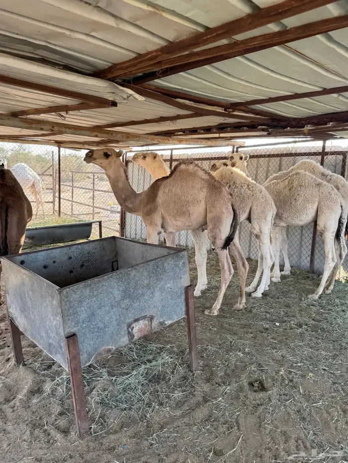 حشو للبيع 12