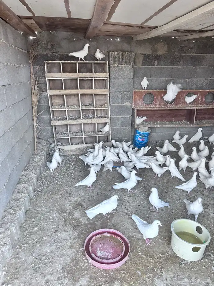 حمام فرنسي 5