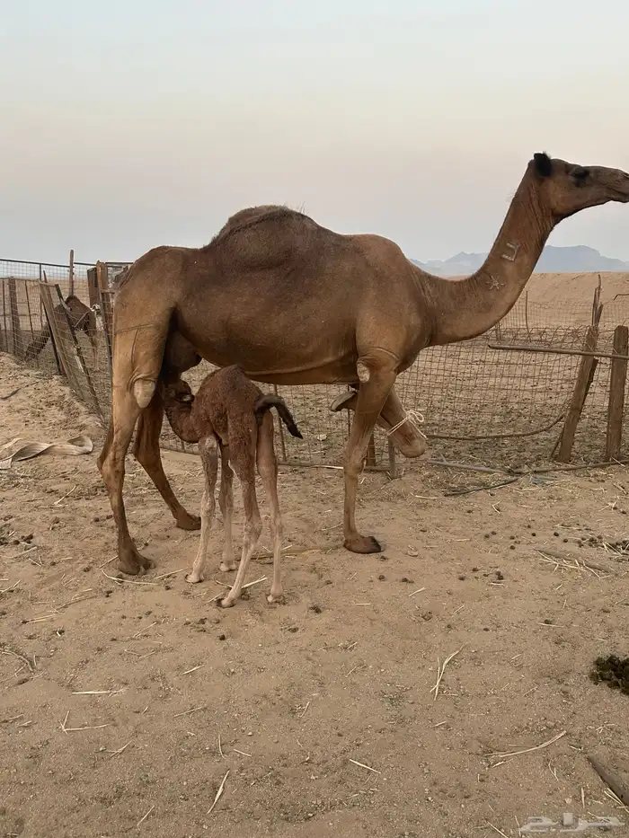 خلفه مصغر ساحليه 0