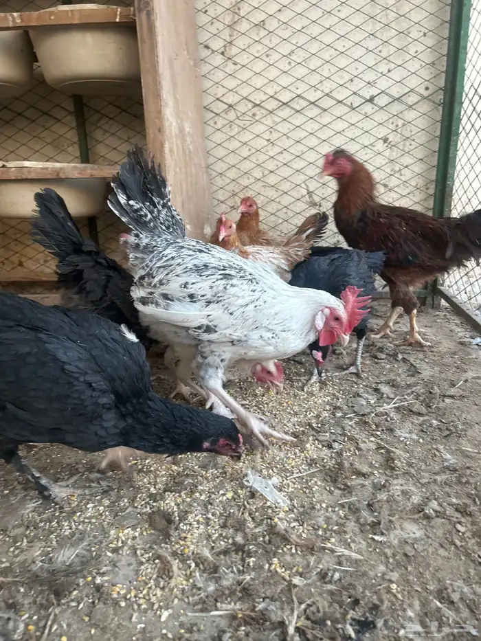 دجاج مشكل للبيعع بياضض ورجان 3