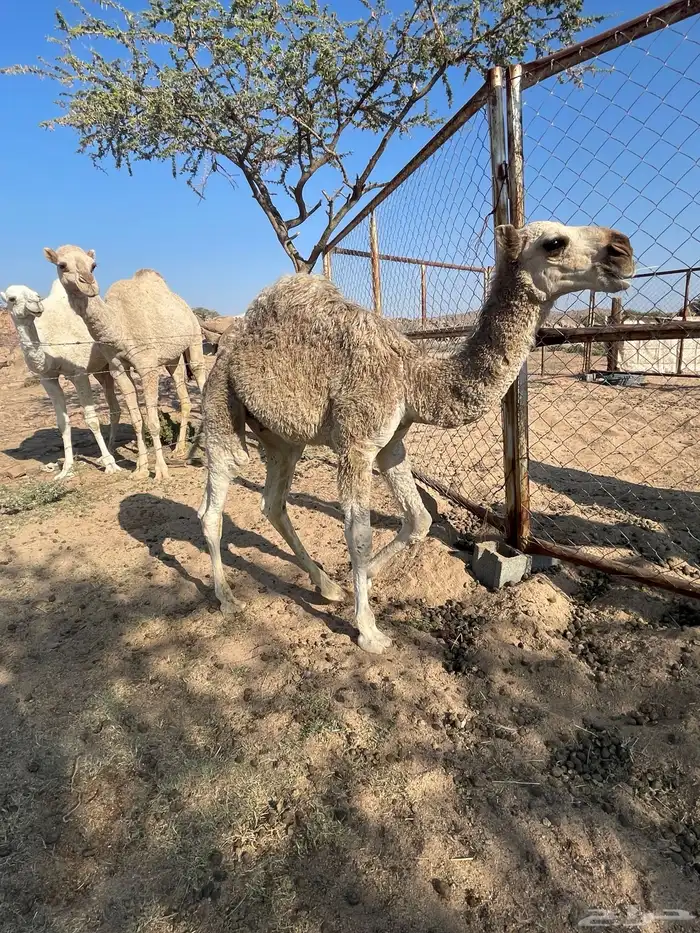 خلفه حمراء شماليه بكر ثنيه 3